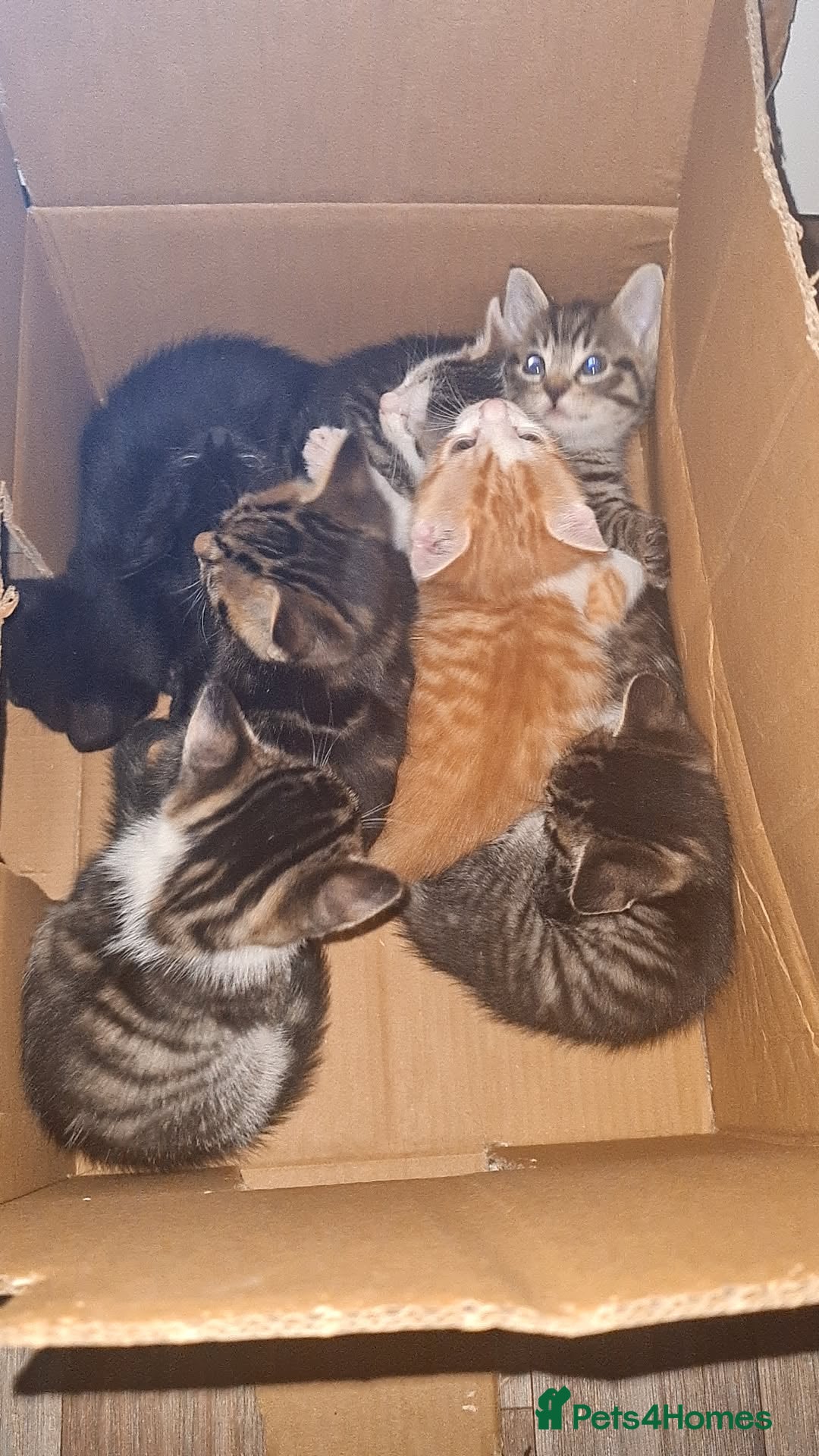 Mixed Breed cats for sale: 10 beautiful kittens - Image 17