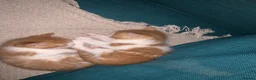 British Shorthair cats for sale: 3 British Shortair Males and 1 Longhair Female  - Advert 7
