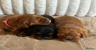Cavalier King Charles Spaniel dogs - Advert 10
