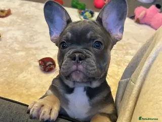 French Bulldog dogs Kc registered french bulldog puppies - Advert 7