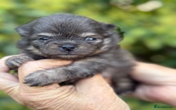 Pomeranian dogs for sale: BEAUTIFUL POMERANIAN BOYS 🧸 FACED PUPPIES!! - Image 8
