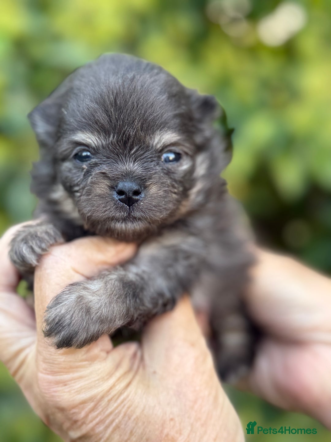 Pomeranian dogs for sale: BEAUTIFUL POMERANIAN BOYS 🧸 FACED PUPPIES!! - Image 8