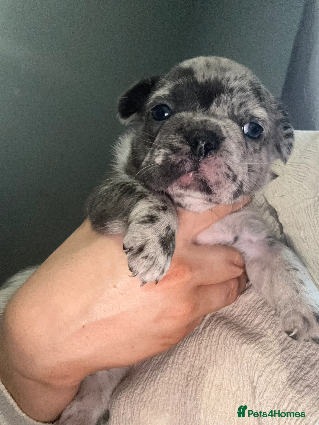 French Bulldog dogs for stud: STUD Full Fluffy Visual Merle £500 all in  in Liverpool - Advert 14
