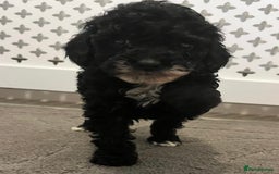 Cockapoo dogs for sale: Cockapoo F1B - Image 8
