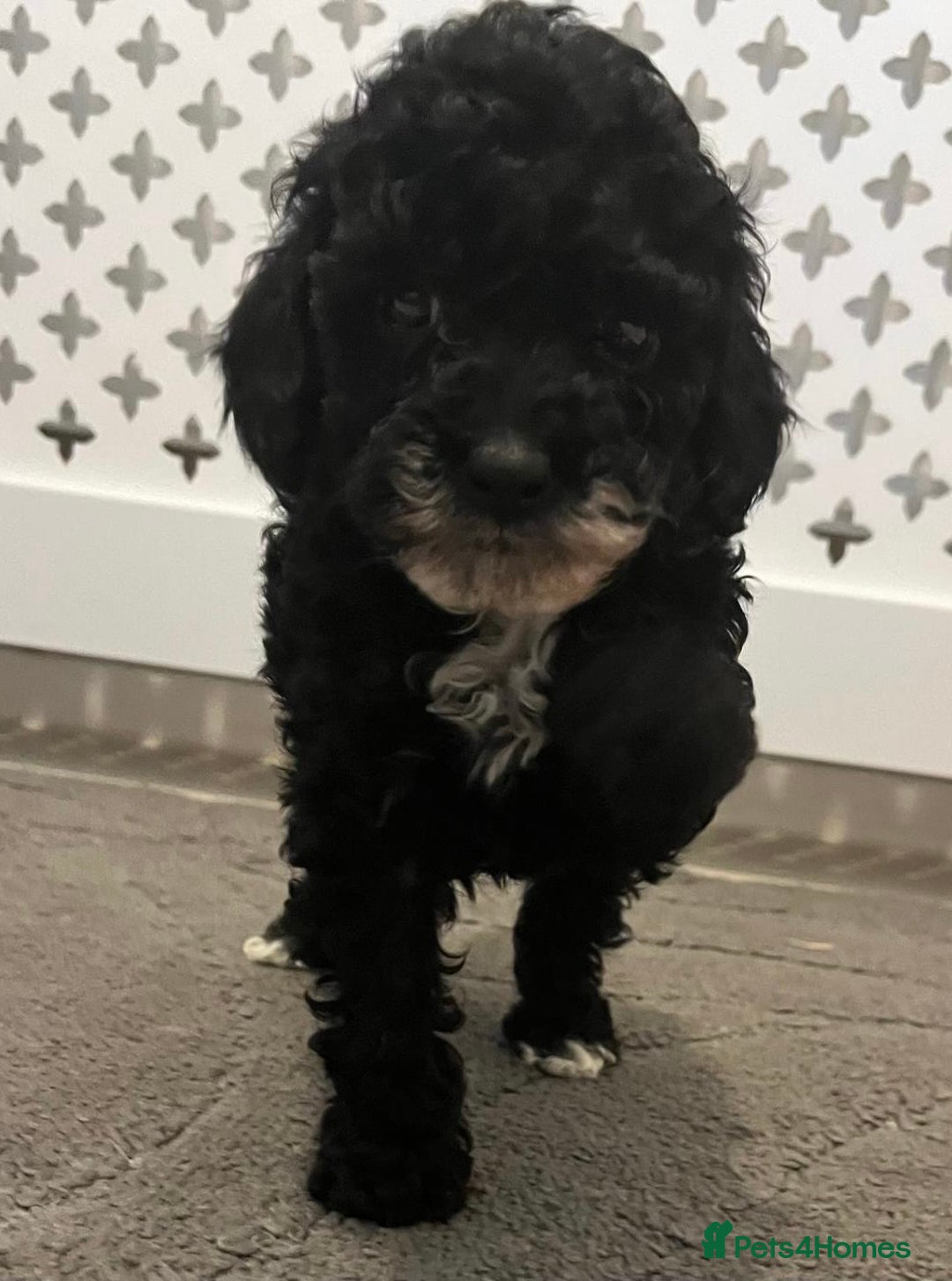 Cockapoo dogs for sale: Cockapoo F1B - Image 8