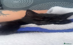 Mixed Breed cats for sale: Kittens - Image 2