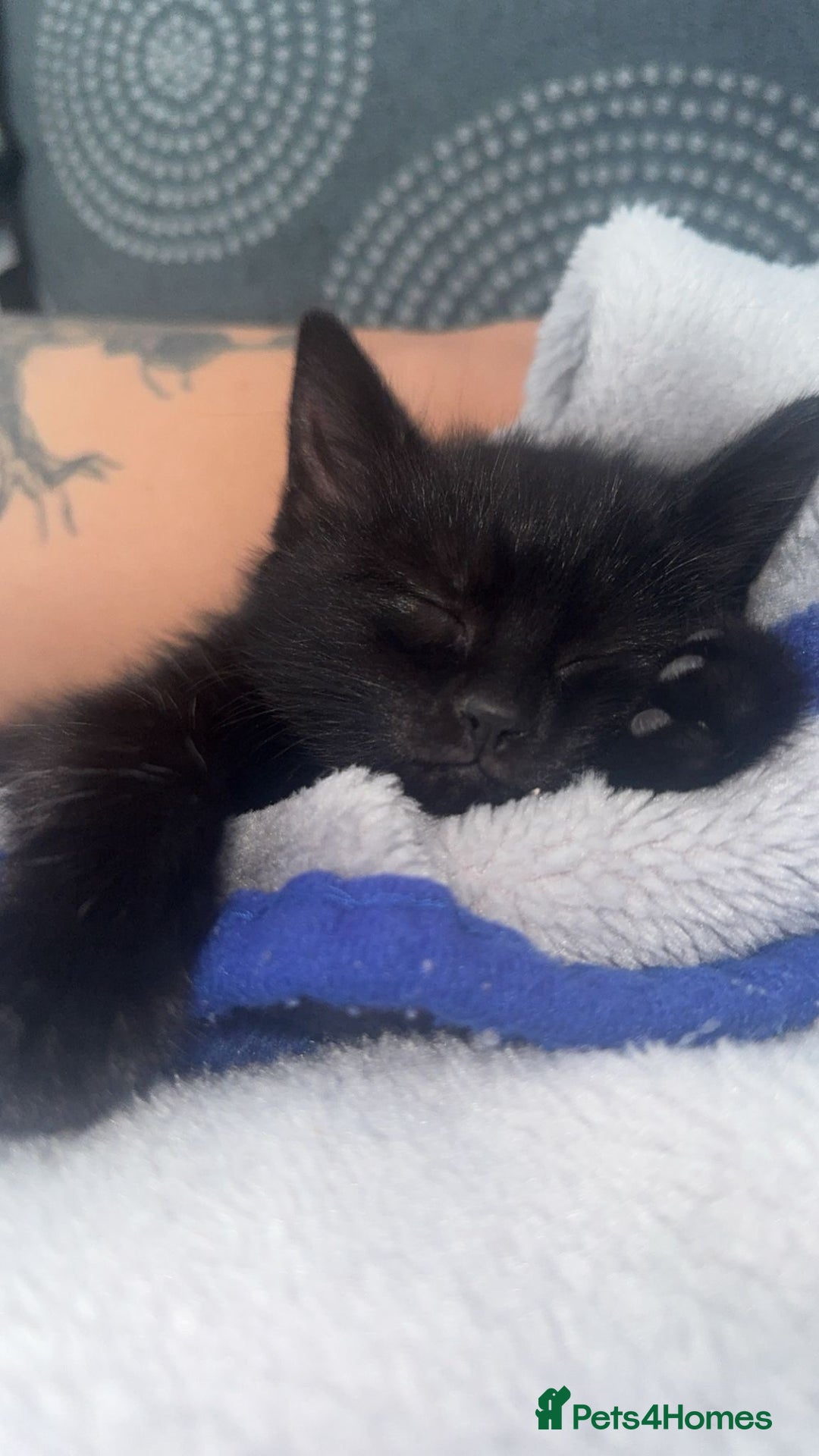 Mixed Breed cats for sale: Kittens - Image 2