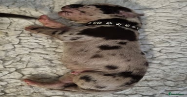 Great Dane dogs - Advert 4