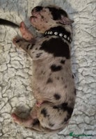 Great Dane dogs - Advert 3