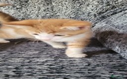 Mixed Breed cats for sale: Adorable Kittens - Image 2