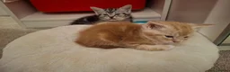 Maine Coon cats for sale: Beautiful Maine Coon cross kittens ❤️ in Shrewsbury - Advert 3
