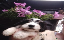 Cavachon dogs for sale: Beautiful F1 cavachons  - Image 5
