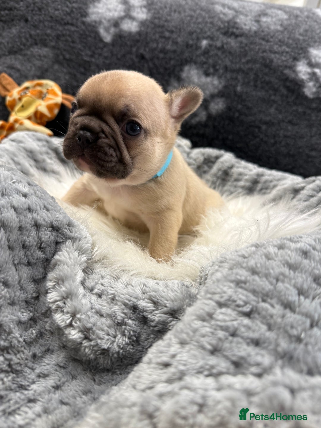 French Bulldog dogs for sale: 🐾 Beautiful French Bulldog Puppies 🐶 - Image 21