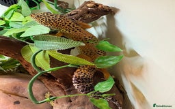 Leopard Gecko reptiles for sale: Breeding leopard gecko pair  - Advert 7