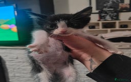 Mixed Breed cats for sale: Kittens - Image 5