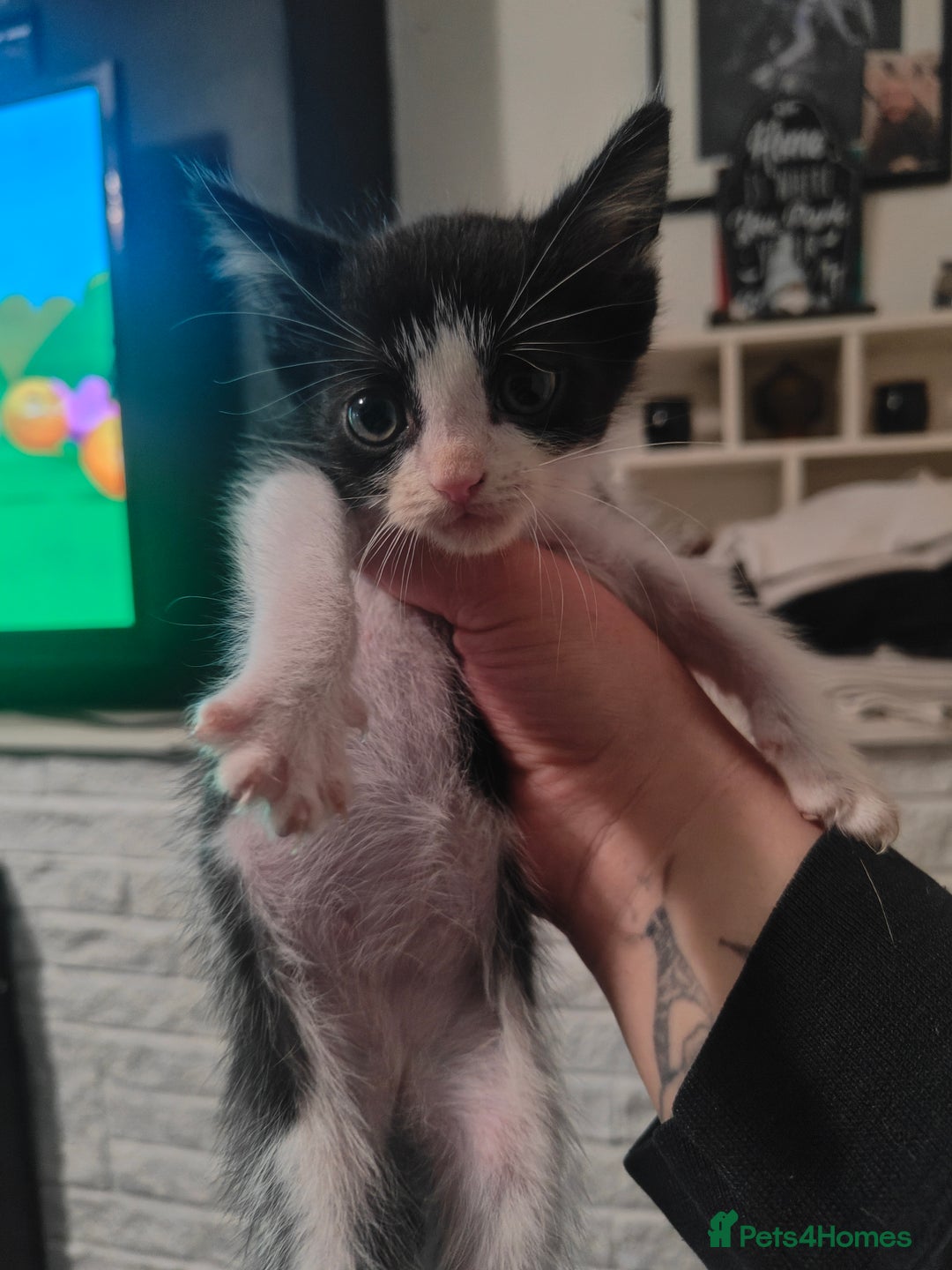 Mixed Breed cats for sale: Kittens - Image 5