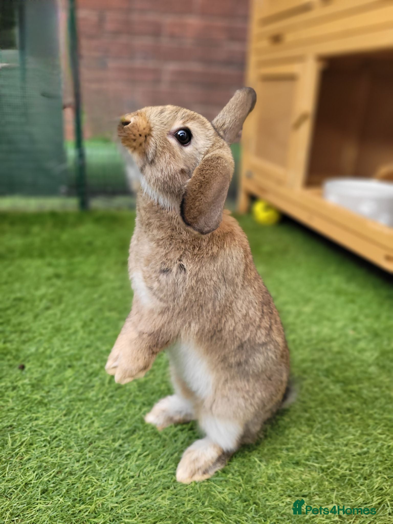 Mini Lop rabbits Adorable Mini Lop Mix Rabbits - TWO LEFT - Advert 3