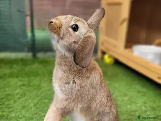Mini Lop rabbits Adorable Mini Lop Mix Rabbits - TWO LEFT - Advert 3