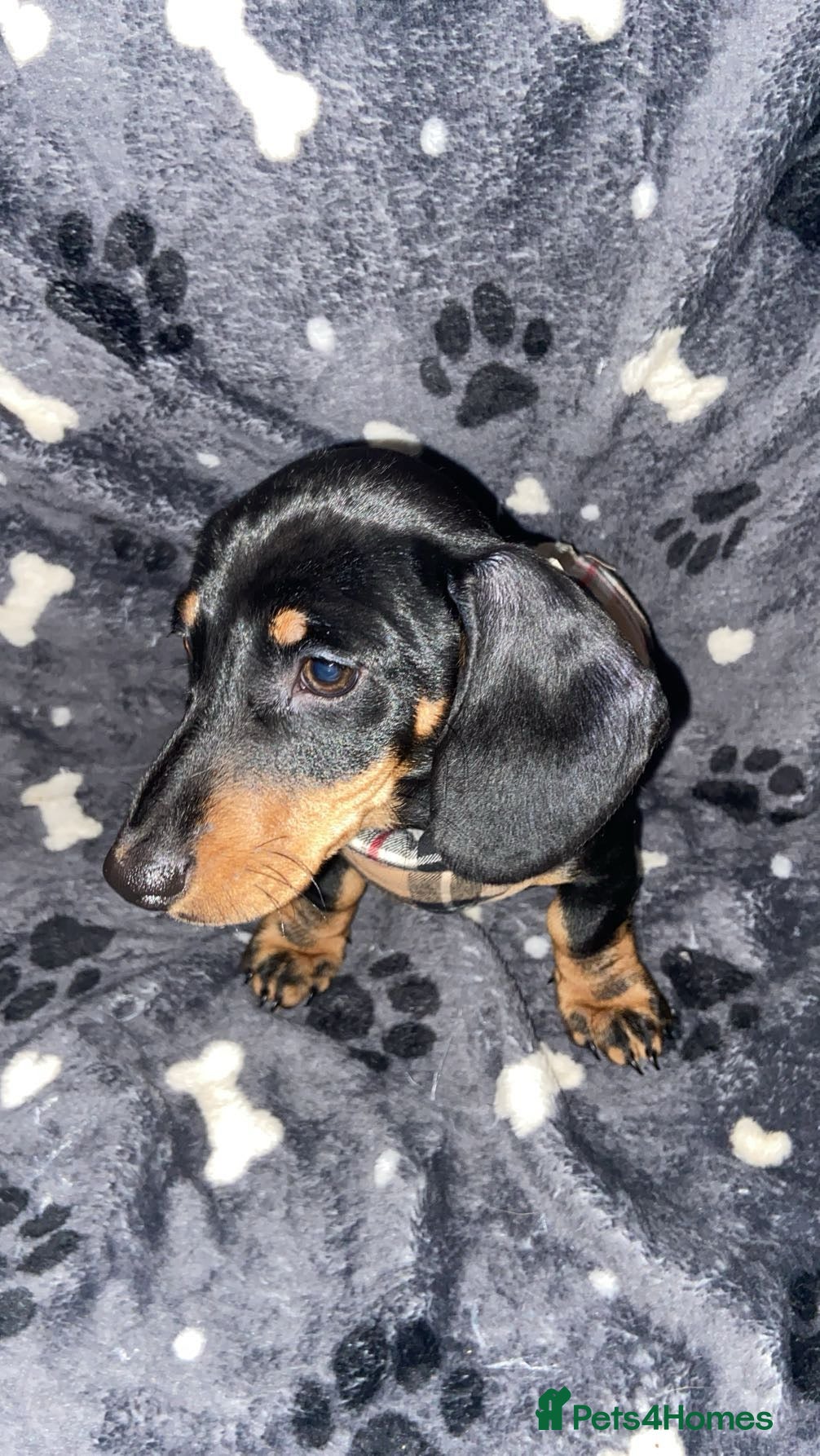 Miniature Dachshund dogs 1 girl 1 boy miniature dachshund puppies.  in Edgware - Advert 2