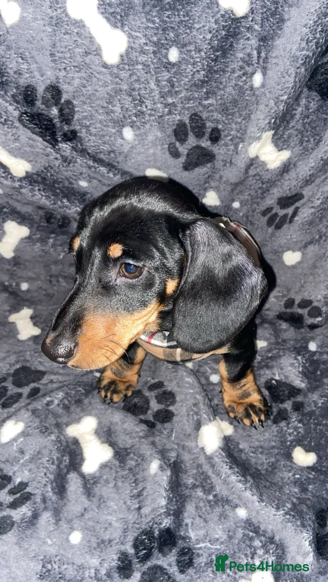 Miniature Dachshund dogs for sale: 1 girl 1 boy miniature dachshund puppies.  in Edgware - Advert 1