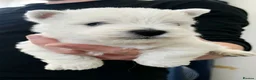 West Highland Terrier dogs for sale: Kc reg, quality Westie WHWT puppies  - Advert 8