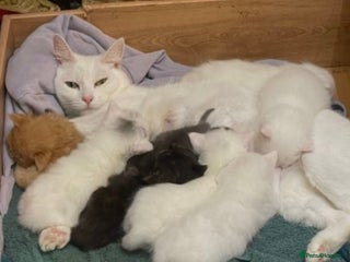 Ragdoll cats Ragdoll kittens ONE LEFT HURRY! - Advert 13