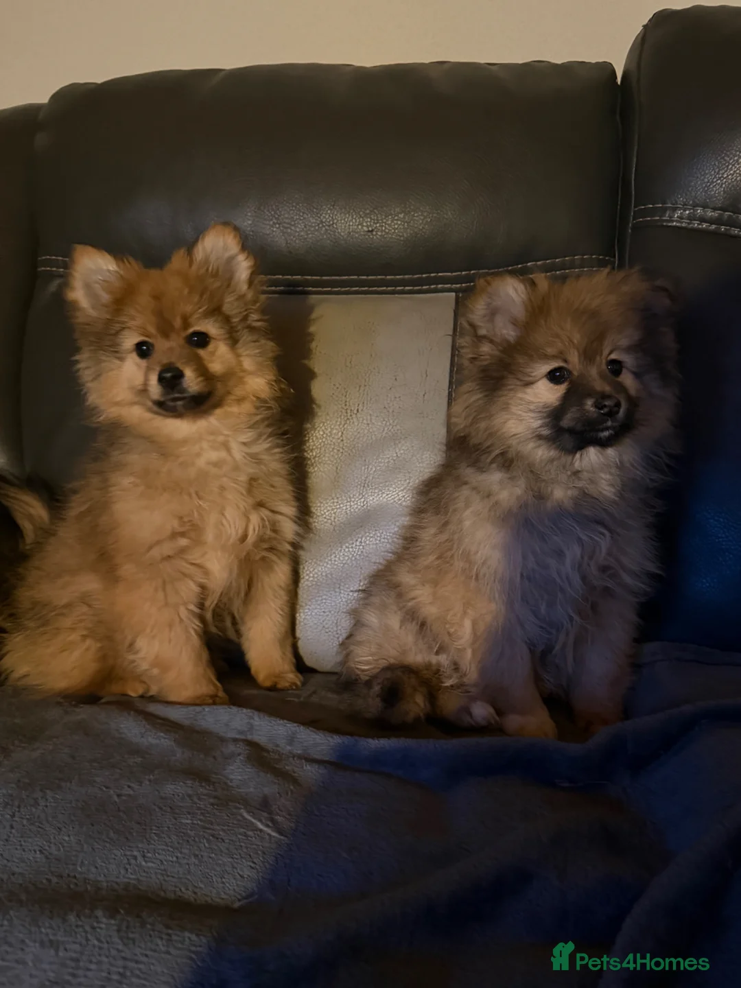Pomeranian dogs for sale: Adorable Toy Pomeranian Puppies loving homes  - Advert 2