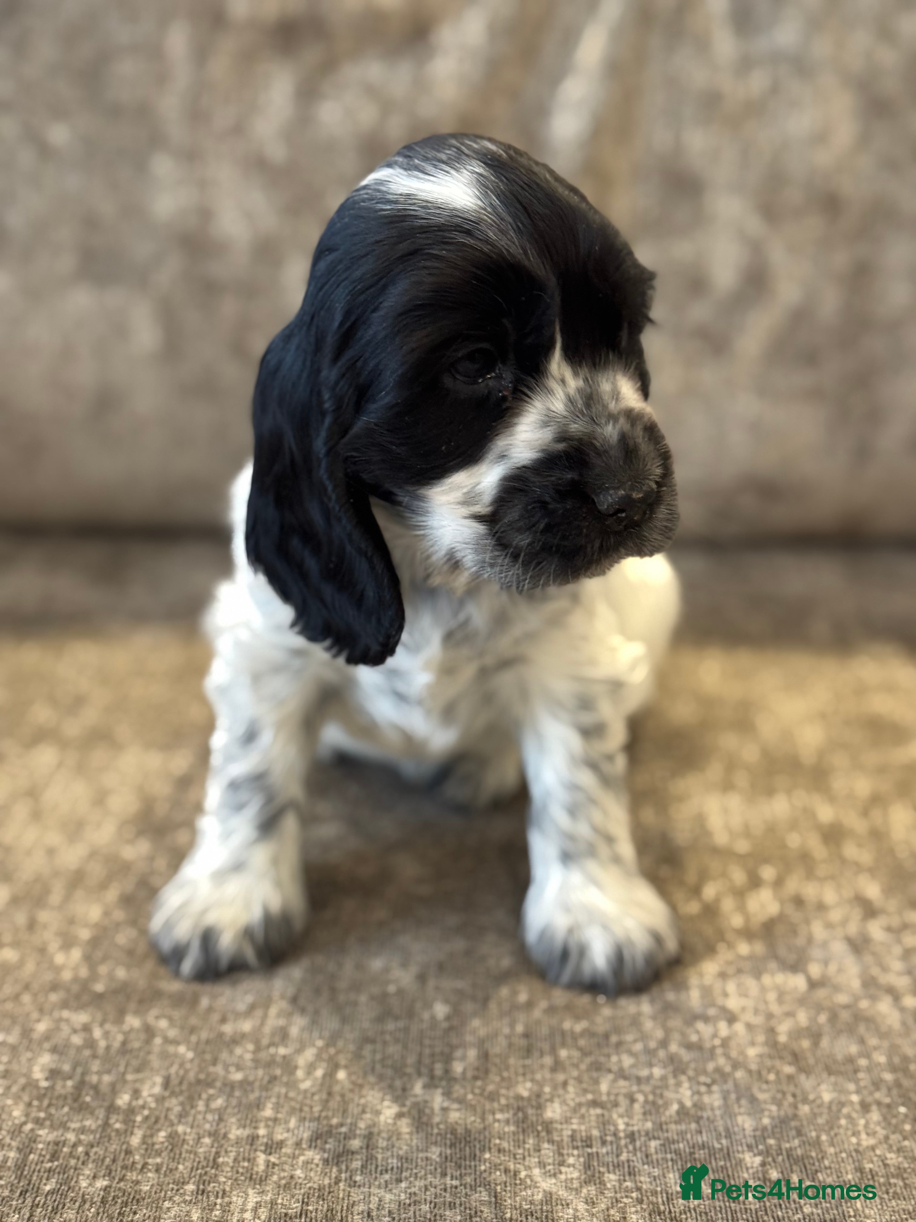 Cocker Spaniel dogs 100% SHOWTYPE COCKERS KC REGISTERED HEALTH TESTED  - Advert 5