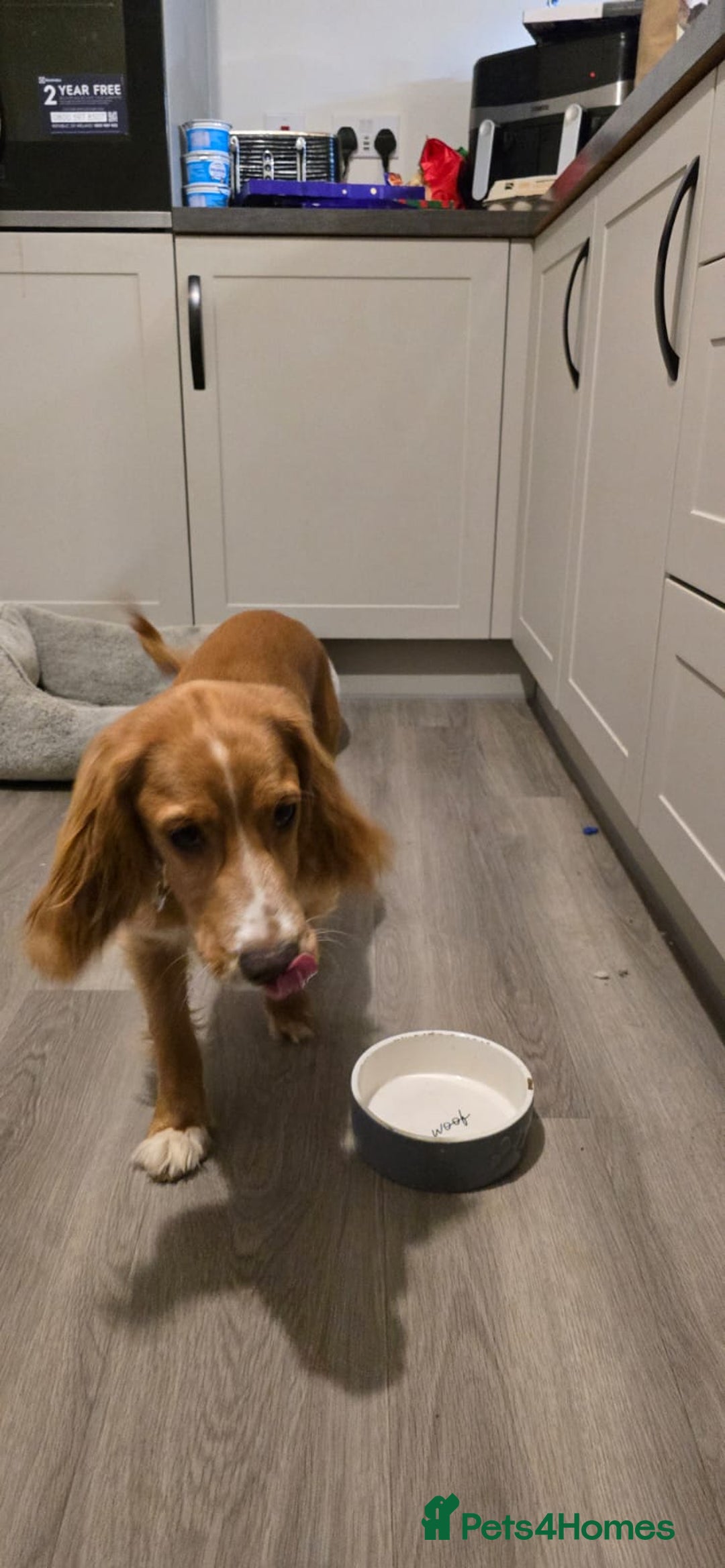 Cocker Spaniel dogs for sale: Red cocker spaniel - Advert 4