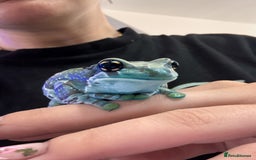 Frog reptiles for sale: Baby Amazon milk frogs  - Image 1