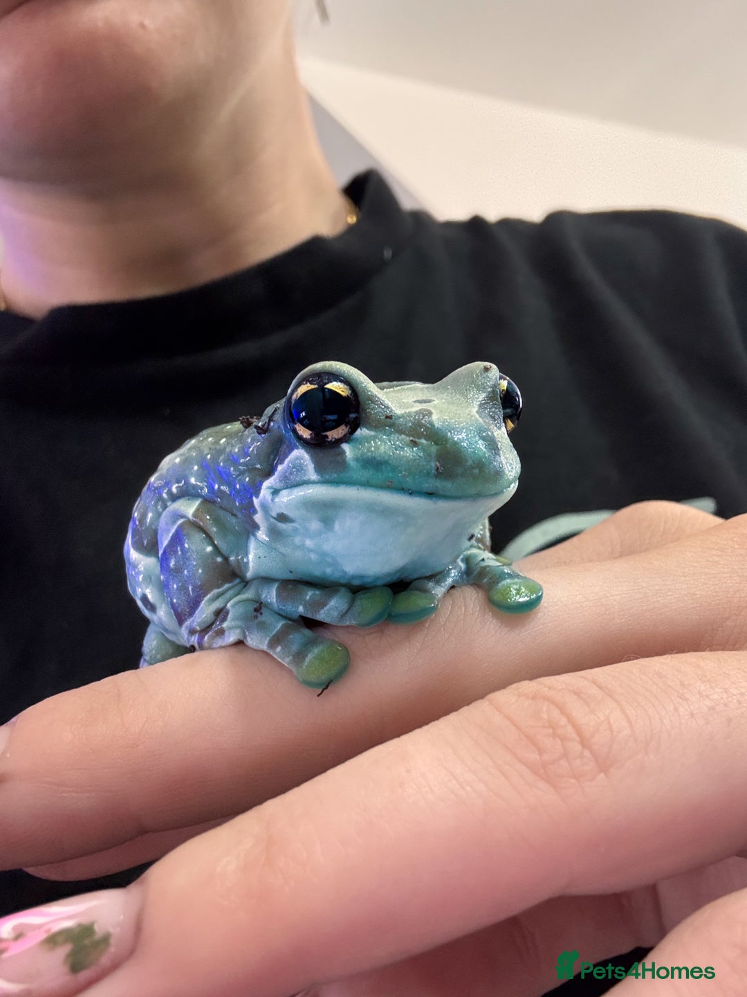 Frog reptiles for sale: Baby Amazon milk frogs  - Image 1