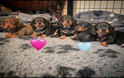 Miniature Dachshund dogs for sale: X2 miniature Dachshunds - Image 1