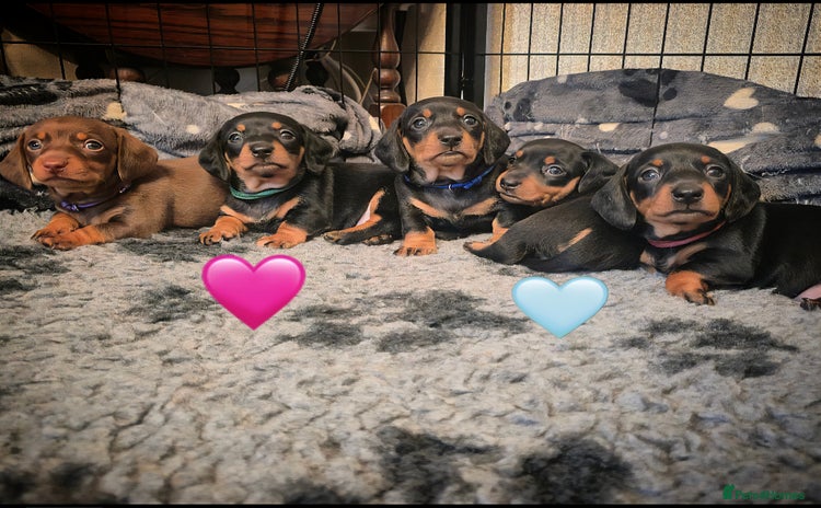 Miniature Dachshund dogs - Advert 2