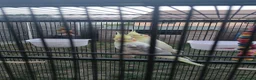 Cockatiels birds for sale: Rehoming my two cockatiels cage included for £300 in Sandy - Advert 2