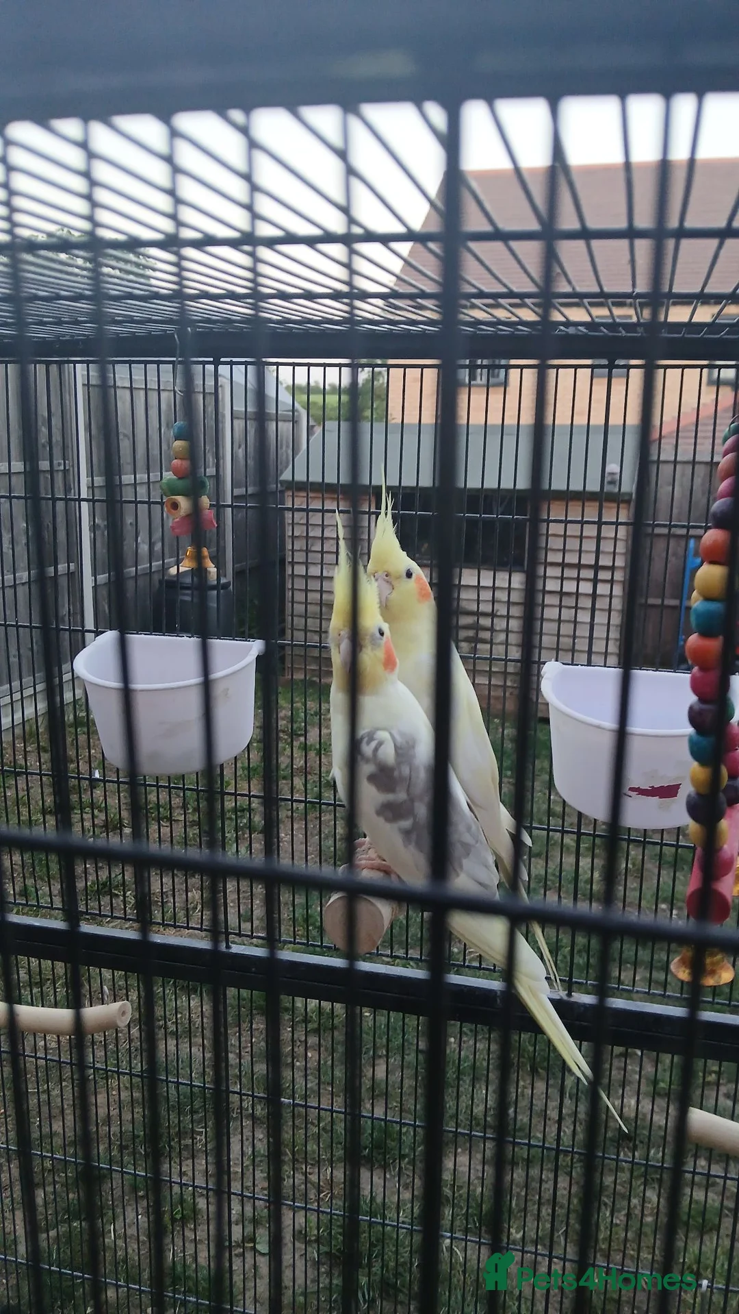 Cockatiels birds for sale: Rehoming my two cockatiels cage included for £300 in Sandy - Advert 2