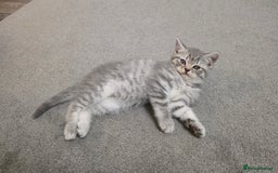 Mixed Breed cats for sale:  British shorthair & Scottish Fold mix - Image 10