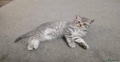 Mixed Breed cats - Advert 6