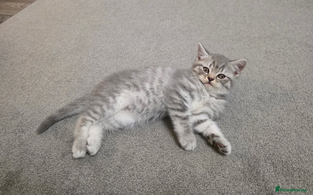 Mixed Breed cats for sale:  British shorthair & Scottish Fold mix - Image 10