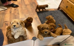 Cockapoo dogs for sale:  Perfect Cockapoo Puppies  🐶  - Image 12