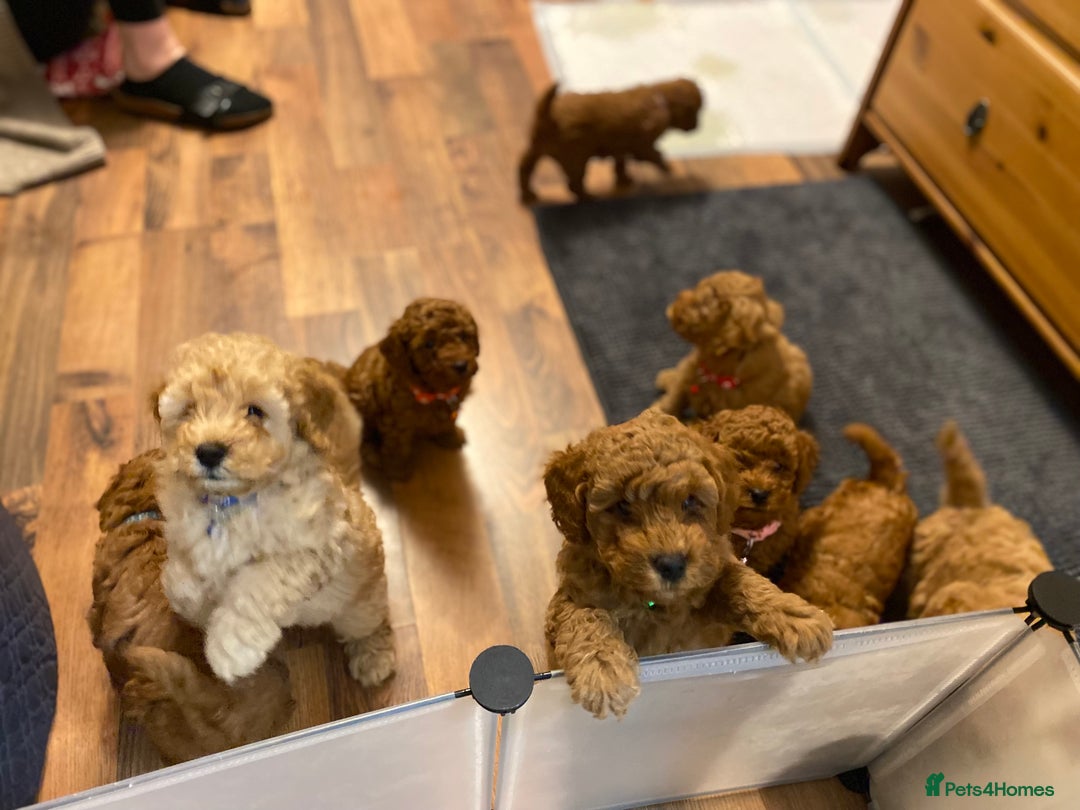 Cockapoo dogs for sale:  Perfect Cockapoo Puppies  🐶  - Image 12