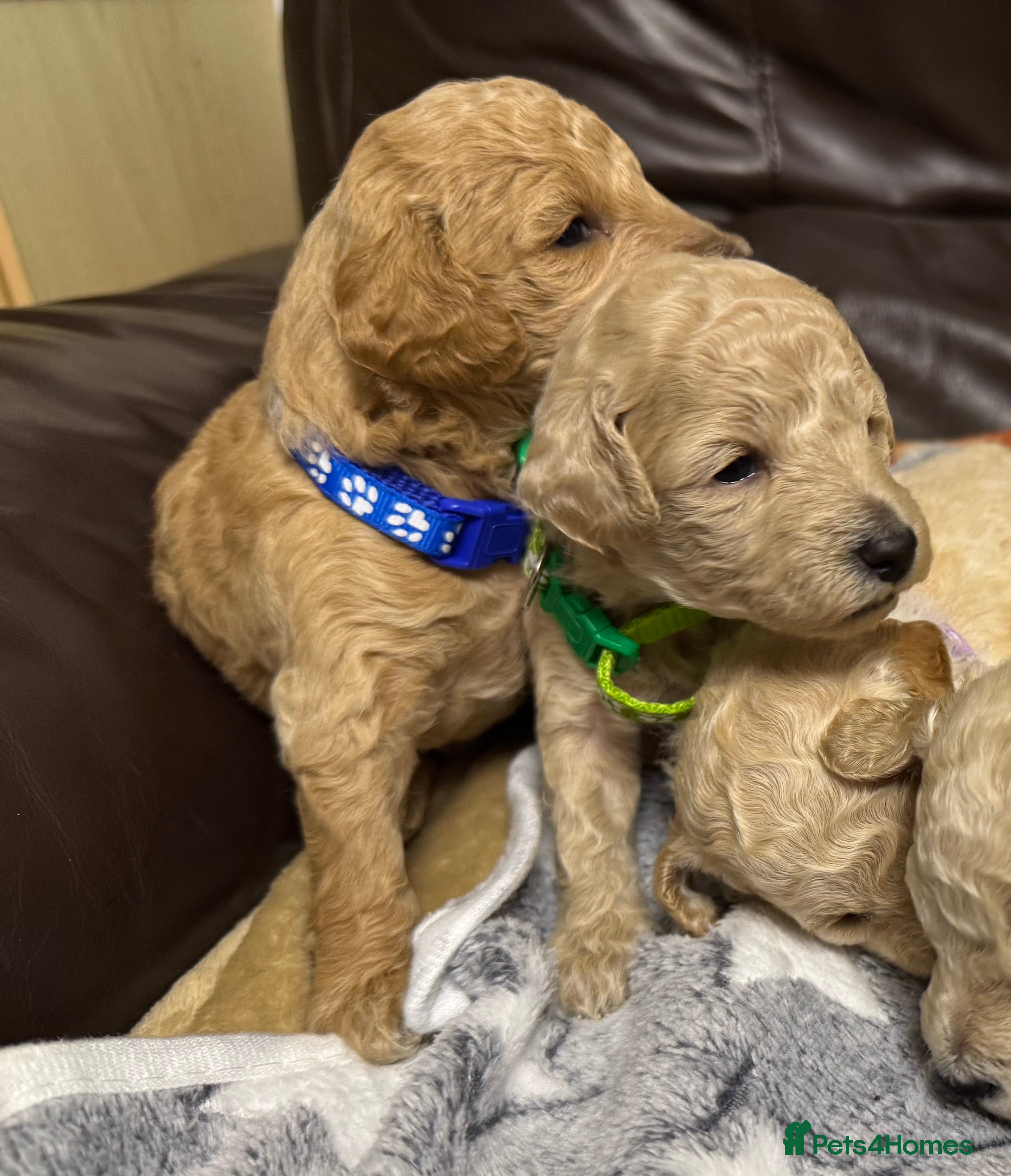 Miniature Poodle dogs Pedigree KC registered miniature poodle  - Advert 15