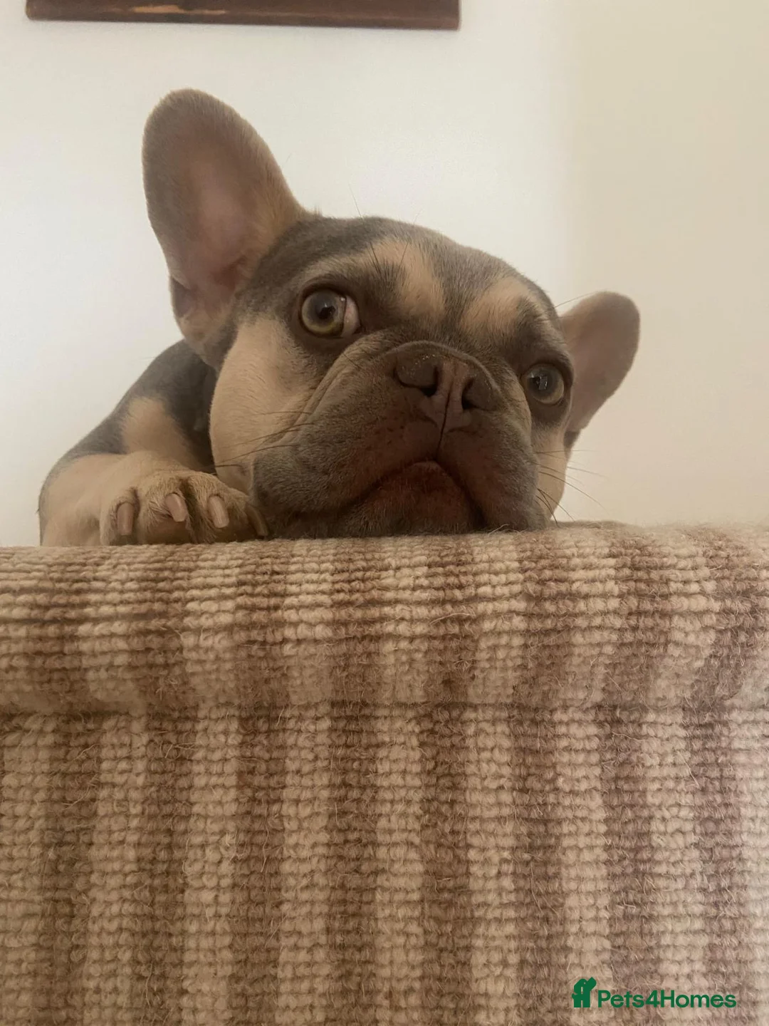 French Bulldog dogs for stud: RHUS SHRUB - Advert 7