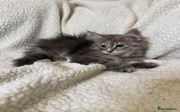 Mixed Breed cats for sale: Stunning Maine Coon x Norwegian Forest Kittens  - Image 7