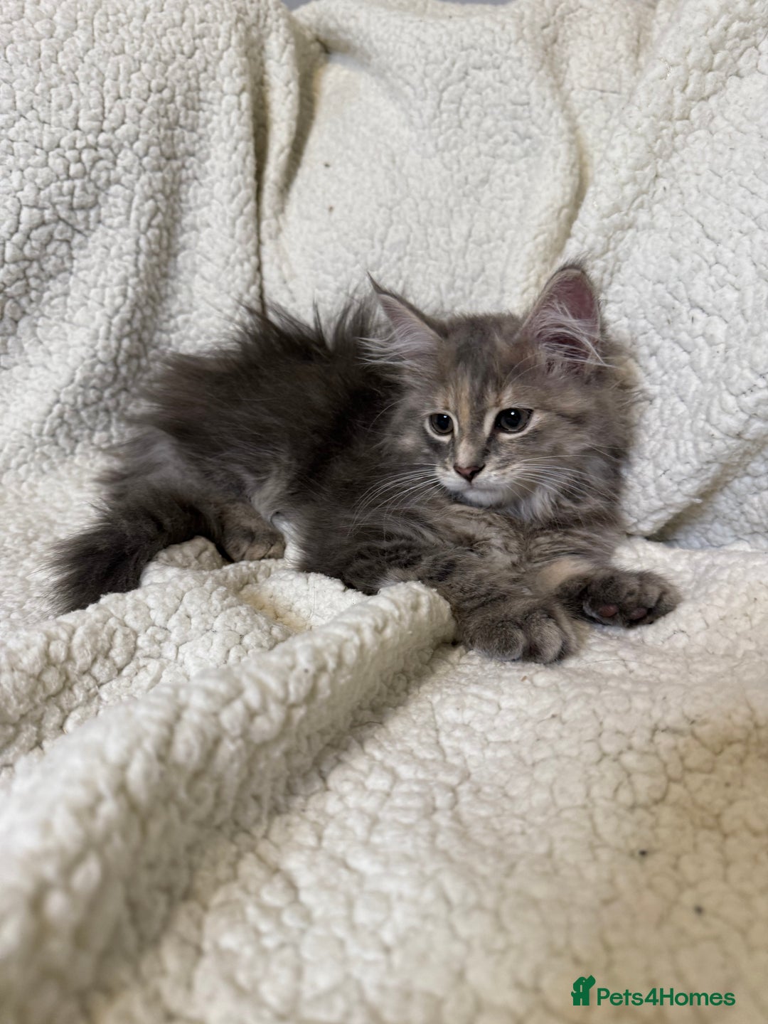 Mixed Breed cats for sale: Stunning Maine Coon x Norwegian Forest Kittens  - Image 7