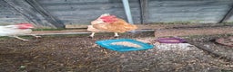 Hens poultry for sale: 3 lovely Hens for sale  - Advert 3
