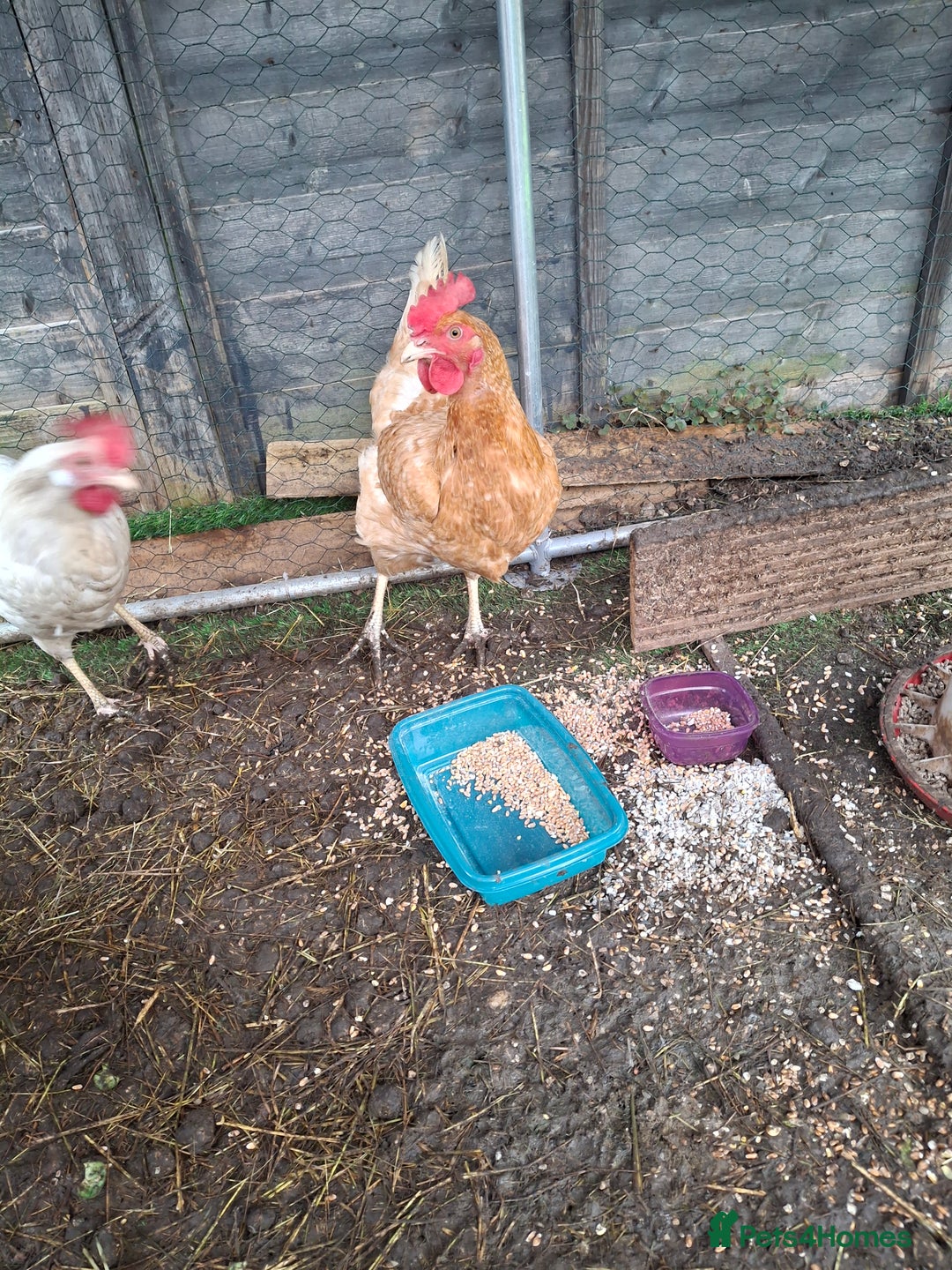 Hens poultry for sale: 3 lovely Hens for sale  - Advert 3