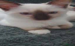Ragdoll cats for sale:  GCCF KITTENS CHOC & LILAC MITTED AND BI-COLOUR in Darwen - Image 39