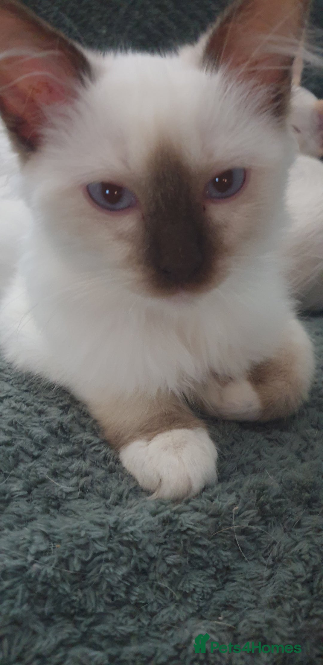 Ragdoll cats for sale:  GCCF KITTENS CHOC & LILAC MITTED AND BI-COLOUR in Darwen - Image 39
