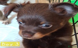 Russian Toy Terrier dogs for sale: Pure blood Russian Toy smooth and long haired - Image 8