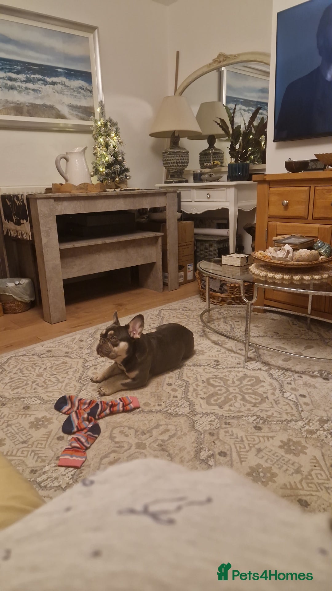 French Bulldog dogs for sale: Girl French bulldog  - Advert 1